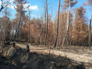Assurance : Comment être indemnisé en cas d&rsquo;incendie de forêt ?